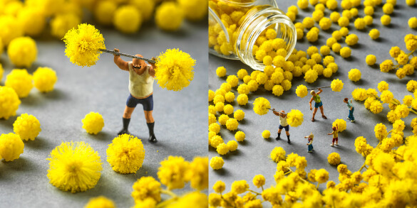 mimoshalterophile 2023